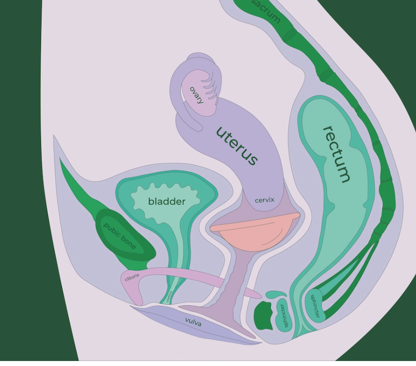 Menstruationsscheibe für blutfreien Periodensex