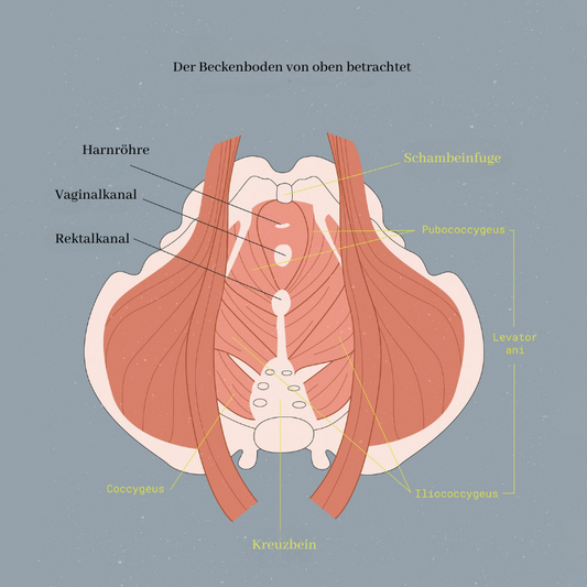 Beckenbodendysfunktion und wie Menstruationsscheiben bei schwacher Beckenbodenmuskulatur helfen können